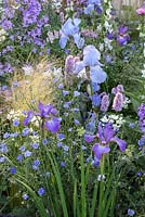 Le LG Smart Garden. Iris 'Jane Phillips' et 'Perry's Blue' avec Stipa tenuissima en parterre de fleurs rétro-éclairé. Concepteur: Hay Young Hwang Sponsors: LG Electronics. RHS Chelsea Flower Show 2016