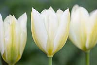 Tulipa 'Purissima' syn. 'Empereur blanc'