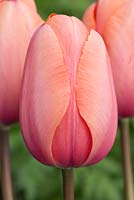 Tulipa 'Impression d'abricot'
