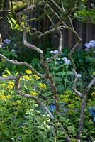 Le jardin M et G - Vue de quelques branches torsadées dans le jardin inspiré des bois. RHS Chelsea Flower Show, 2016 Concepteur: Cleve West MSGD, commanditaire: M et G
