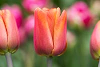 Tulipa 'cassonade'