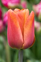 Tulipa 'cassonade'