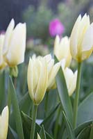 Tulipa 'Purissima' syn. Empereur blanc