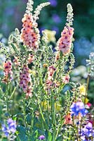 Verbascum Cotswold Group 'Cotswold Beauty '. The Brewin Dolphin Garden - Forever Freefolk. RHS Chelsea Flower Show 2016. Designer: Rosy Hardy, Sponsors: Brewin Dolphin