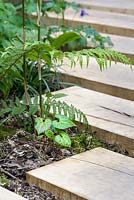Une voie faite de dalles de chêne et de Beesia calthifolia dans The Garden of Potential. The RHS Chelsea Flower Show 2016 - Designer: Propagating Dan - Sponsor: GreenWood Forest Park - SILVER-GILT