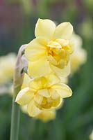 Narcisse 'Yellow Cheerfulness'