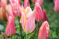 Tulipa 'Marianne'