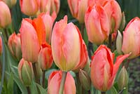 Tulipa 'Empereur abricot'