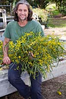 Propriétaire de ferme de fleurs sauvages Craig Scott vu sur sa propriété des grappes de tri d'Acacia pycnantha, l'acacia doré australien, pour le marché aux fleurs