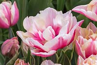 Tulipa 'Top Lips'