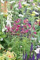 Penstemon 'Grenat' avec Digitalis purpurea f. albiflora - The Harrods British Eccentrics Garden, RHS Chelsea Flower Show 2016, Designer: Diarmuid Gavin, Sponsor: Harrods