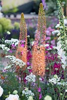 Eremurus x isabellinus 'Pinokkio', The Harrods British Eccentrics Garden, RHS Chelsea Flower Show 2016, Designer: Diarmuid Gavin, Sponsor: Harrods