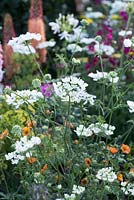 Orlaya grandiflora - The Harrods British Eccentrics Garden, RHS Chelsea Flower Show 2016, Designer: Diarmuid Gavin, Sponsor: Harrods