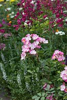 Rosa 'Ballerine' avec Penstemon rose. The Harrods British Eccentrics Garden, RHS Chelsea Flower Show 2016, concepteur: Diarmuid Gavin, parrain: Harrods