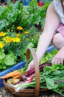 Récolte de légumes de salade au début de l'été, mains de femme plaçant la betterave dans un trug de pommes de terre, oignons de printemps, carottes, radis et laitue, bordures de légumes en arrière-plan, UK, juin