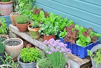 Collection de pots et pots d'herbes et de feuilles de salade à l'extérieur de la remise en pot, UK, juin