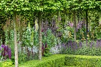 Plantation dans le jardin Husqvarna, y compris Carpinus betulus en espalier, haie Buxus sempervirens, Leucadendron 'Safari Sunset' et 'Burgundy Sunset' - Le RHS Chelsea Flower Show 2016