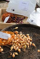 Vente par correspondance des graines, des ensembles d'oignons placés dans un endroit sec et frais avant la plantation, Norfolk, Royaume-Uni, mars