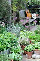 Herbes cultivées en pot, y compris la menthe, la ciboulette, le basilic, le persil et le thym, pots disposés sur patio, UK, juin