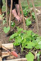 Plantation de haricots verts en pot 'Polestar', sur le noisetier wigwam, UK, mai