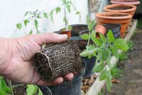 Gardeners hand holding plant de tomate prêt pour le rempotage, montrant un système racinaire sain, UK, avril.