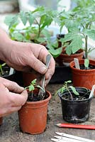 Rempotage sur des plants de tomates, jardinier mâle raffermissant la plante en pot de 3 pouces après la transplantation, Norfolk, Angleterre, avril