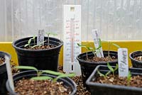 Plants de tomate et de piment dans un propagateur avec thermomètre montrant 68 degrés C