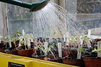 Arrosage des plants de tomates et de piments cultivés à la maison, en propagateur sur le banc de serre, Royaume-Uni, mars