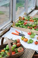 Dernier de la récolte de tomates en plein air en cours de maturation sur la mise en scène de la serre, Norfolk, UK, octobre