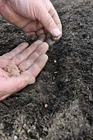 Semer des graines, Close up of male gardeners mains semer des graines de panais, Norfolk, Angleterre, avril