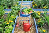 Récolte de légumes du jardin au début de l'été, trug bleu sur une chaise contenant du radis, de la betterave, de l'oignon de printemps, de la carotte, de la laitue et de nouvelles pommes de terre, Royaume-Uni, juin