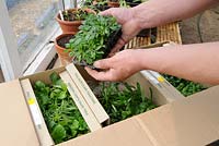 Boîte d'ouverture de vente par correspondance acheté des plantes, montrant les plantes plug et emballage, UK, avril