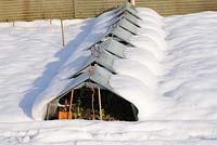 Cloches de verre couvertes de neige sur l'allotissement protégeant l'automne des fèves, Norfolk, Royaume-Uni, décembre