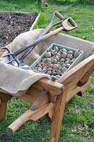 Plantation de pommes de terre, brouette en bois traditionnelle avec plateau de pommes de terre précoces prêt pour la plantation et outils de jardin, Norfolk, UK, avril