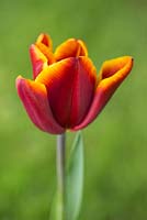Tulipa 'Abu Hassan'