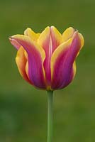 Tulipa 'Ballade Dream'