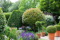 Jardin à l'anglaise avec Photinia x fraseri 'Red Robin' taillé, haie de charme en plumage, balles en boîte, parterres de fleurs avec arbustes et vivaces mixtes