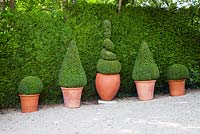 Pots en terre cuite avec des formes coupées de Buxus sempervirens, situés contre une haie à feuilles persistantes Thuja plicata.