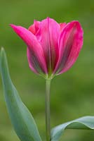 Tulipa 'Menuet de poupée'