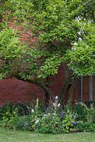 Magnolia sous-planté de Delphiniums, Lupins, Salvia nemorosa 'Caradonna', Buxus sempervirens coupé, Aquilegia, Astelia chathamica et Phlox paniculata 'Rembrandt'