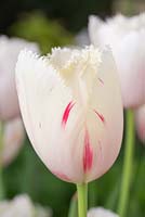 Tulipa 'Carrousel'
