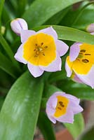 Tulipa saxatilis 'Lilac Wonder' Bakeri Group - Candia tulip,