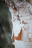 Betula albosinensis septentrionalis