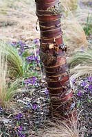 Prunus serrulata avec Iris 'George' en hiver