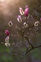 Magnolia sprengeri diva