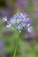 Allium caeruleum syn. Allium azureum