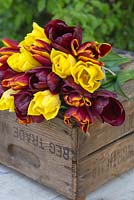 Bouquet de Tulipa 'Queen of Night', 'Seattle' et 'Abu Hassan' sur caisse en bois