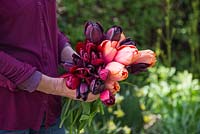 Femme tenant un bouquet de Tulipa 'Jan Reus', Tulip 'Apricot Impression', Tulip 'Havran', Tulip 'National Velvet' et Tulipa 'Cafe Noir'