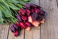Bouquet de Tulipa 'Jan Reus', Tulip 'Apricot Impression', Tulip 'Havran', Tulip 'National Velvet' et Tulipa 'Cafe Noir' sur une table