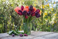 Tulipa 'Jan Reus', Tulip 'Apricot Impression', Tulip 'Havran', Tulip 'National Velvet' et Tulipa 'Cafe Noir' dans un vase en verre avec vue sur le jardin
